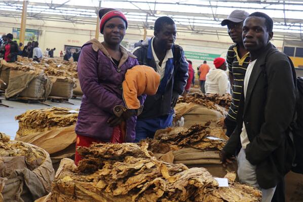 津巴布韦计划提高烟叶产量及收入
