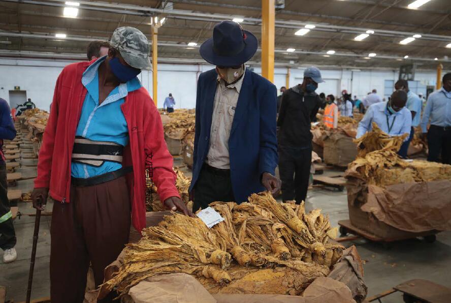 津巴布韦2021/2022年种植季烟农注册数量激增