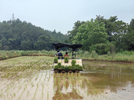 图为烟农正在采收完毕的烟田种植晚稻