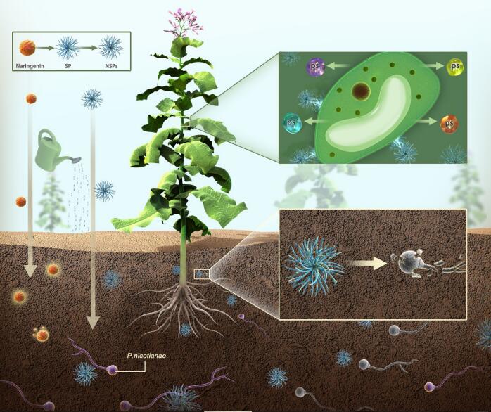 中国农业科学院烟草所开发出用于防治土壤病害新植物源杀菌剂