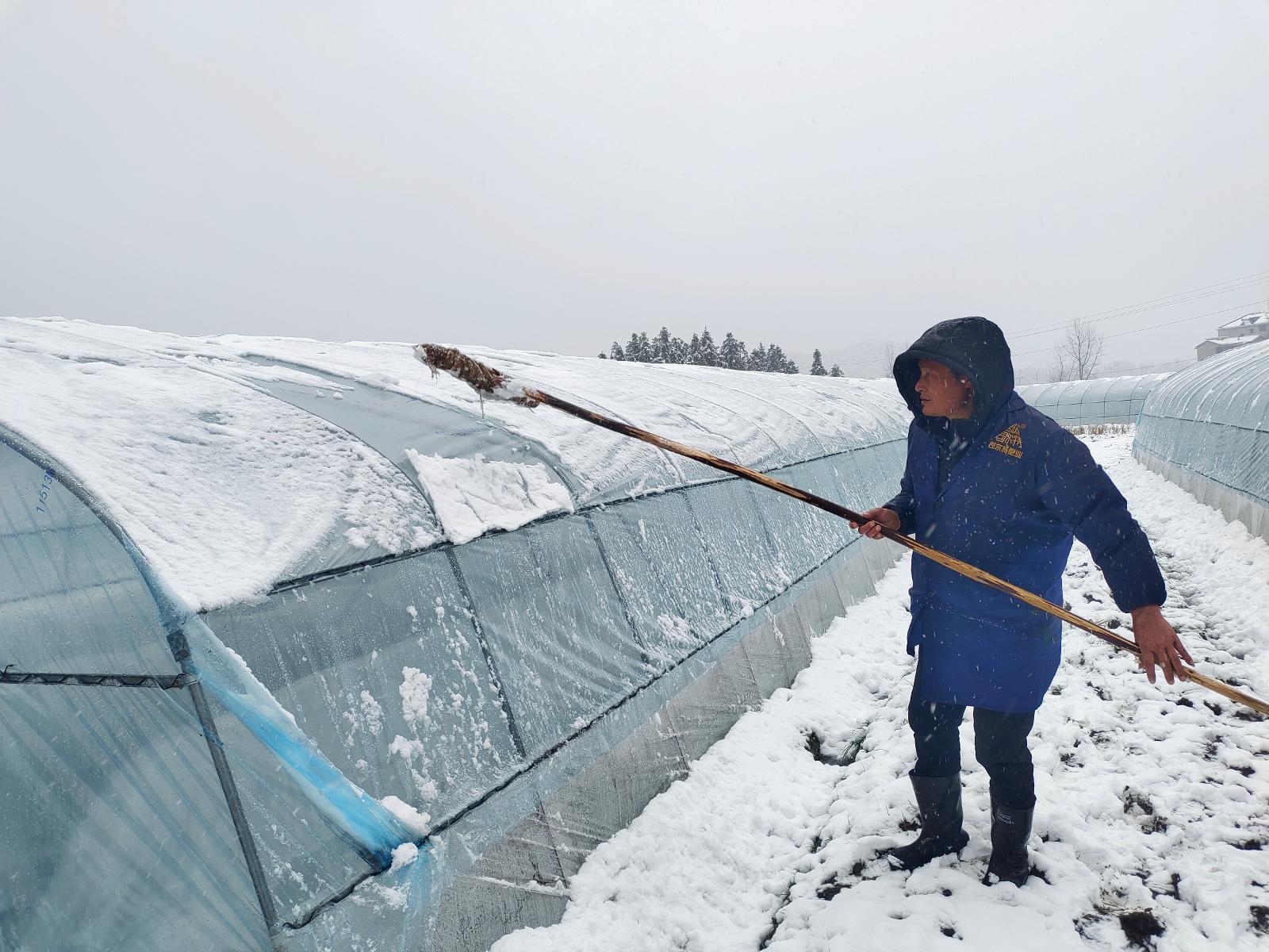 图为烟技员扫除移动育苗棚顶的积雪.jpg